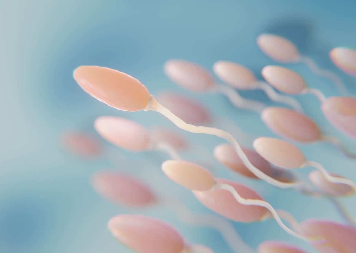 sperm hücreleri
