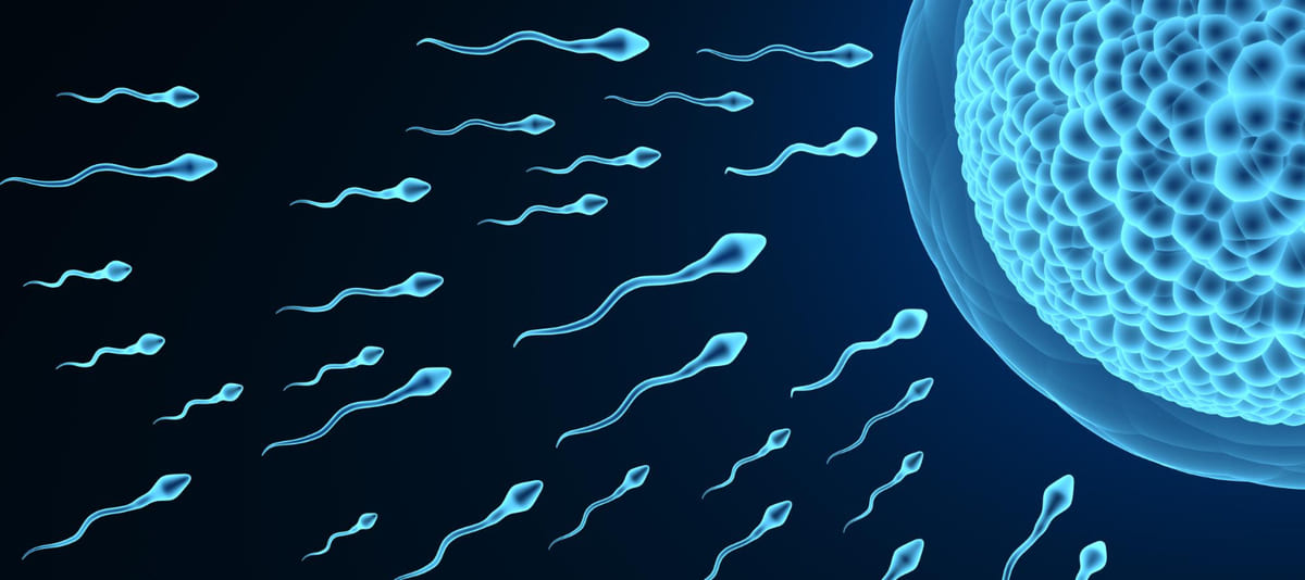 yumurtayı döllemeye giden spermlerin yolculuğunun tasviri