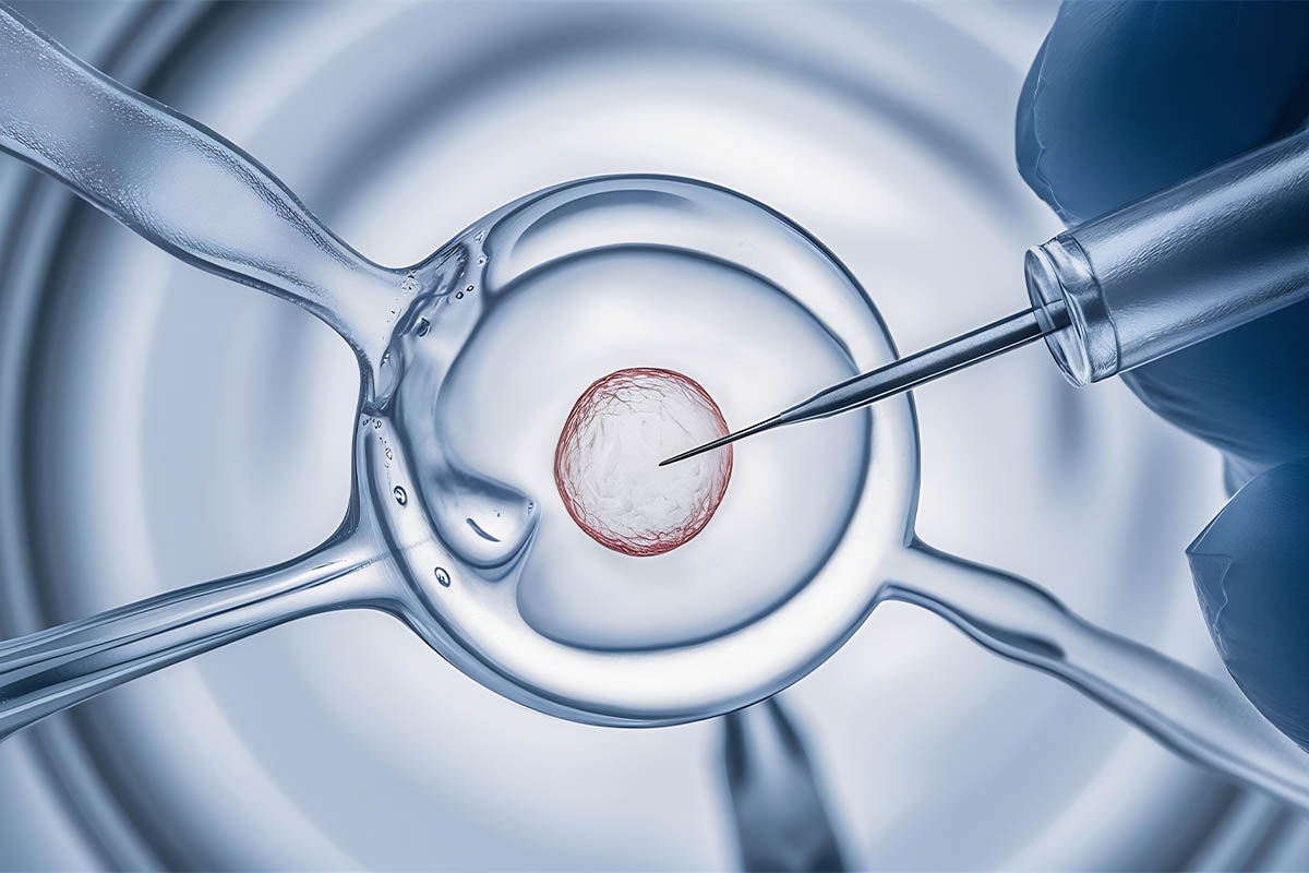 Mikroenjeksiyon yöntemiyle şeffaf hücre zarındaki yumurtaya yapılan hassas müdahalenin yakından görünümü.