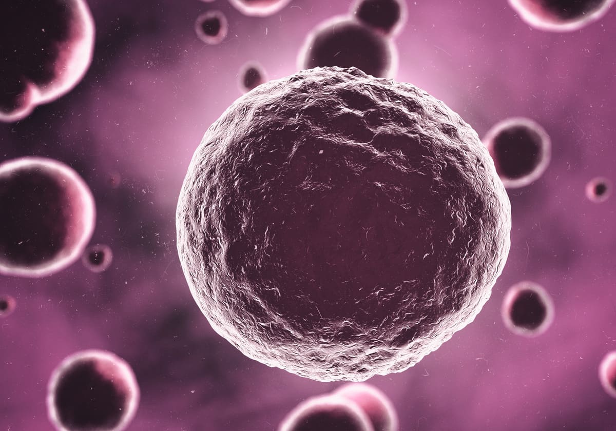 mikroskop altında embriyo görüntüsü