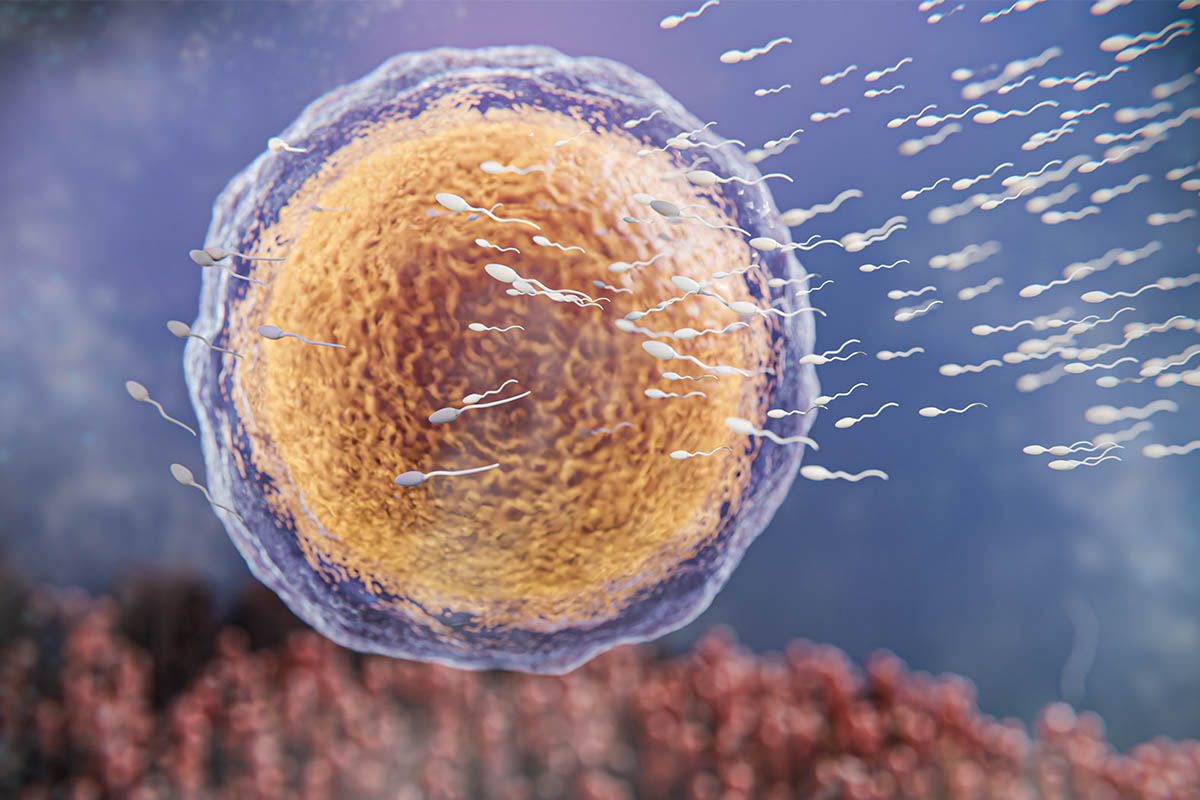 Mor-kahve tonlarında büyük bir yumurta hücresine doğru yüzen çok sayıda beyaz sperm hücresi.