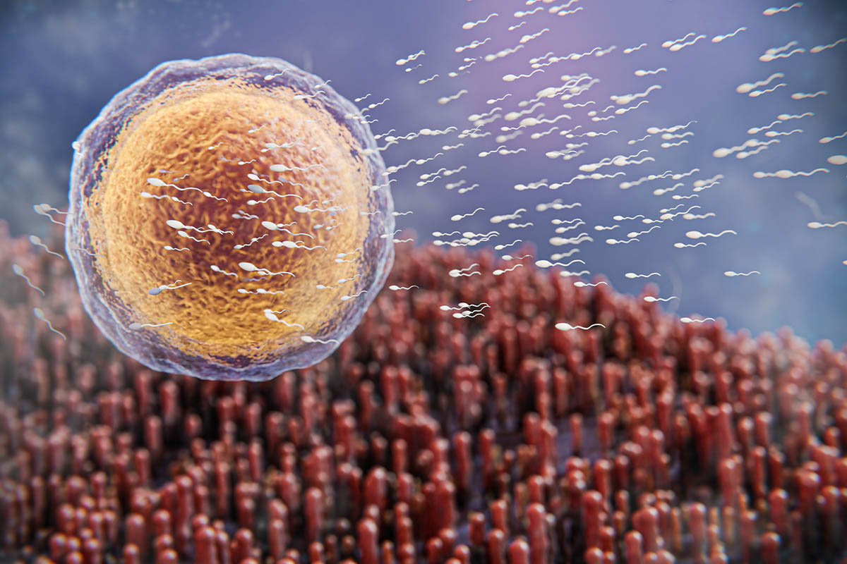 Mikroskobik görünümde yumurta hücresine doğru yüzen çok sayıda sperm hücresi illüstrasyonu.
