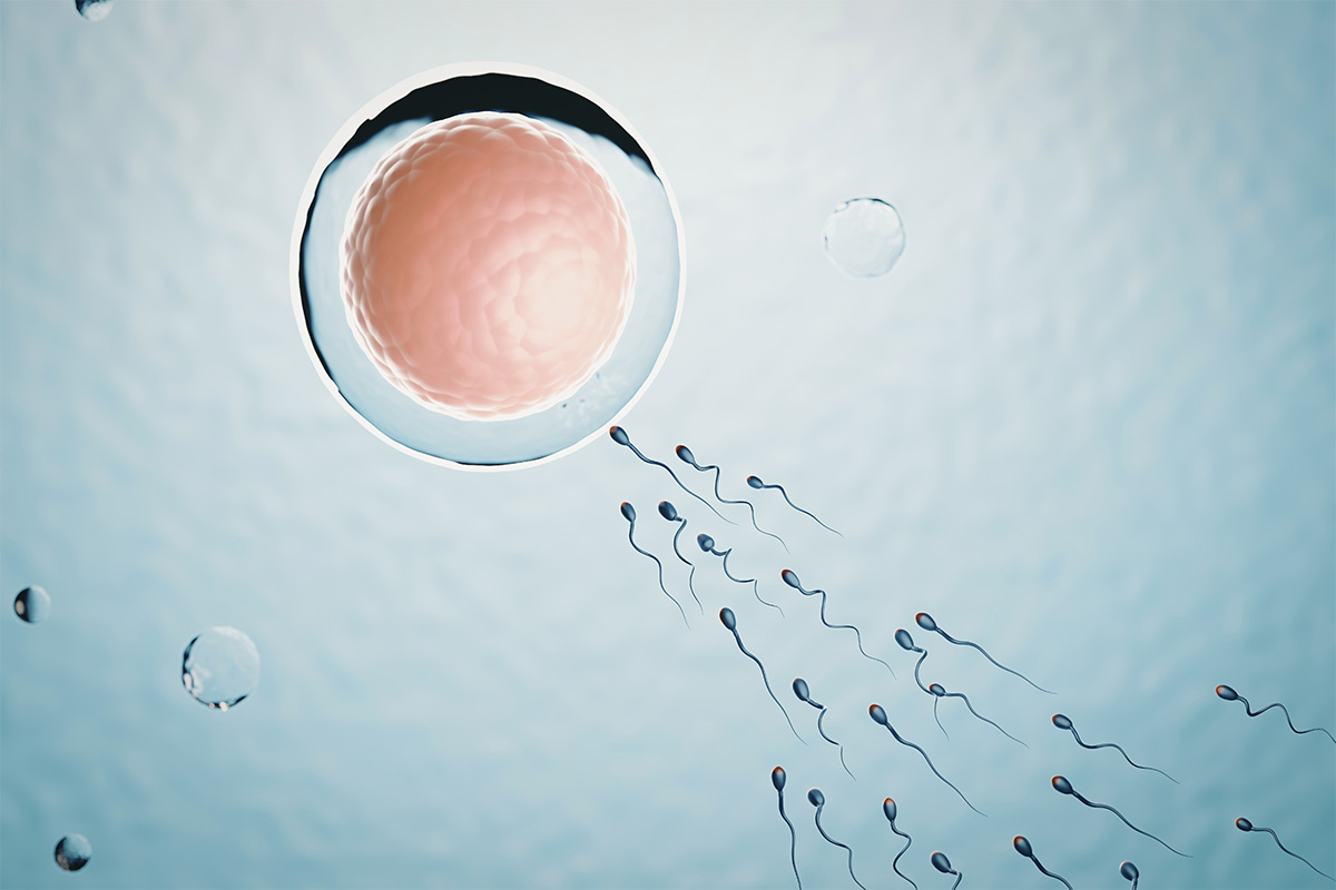 Açık mavi bir zeminde, büyük bir yumurta hücresine doğru kuyruk sallayarak ilerleyen sperm hücrelerinin mikroskobik illüstrasyonu.