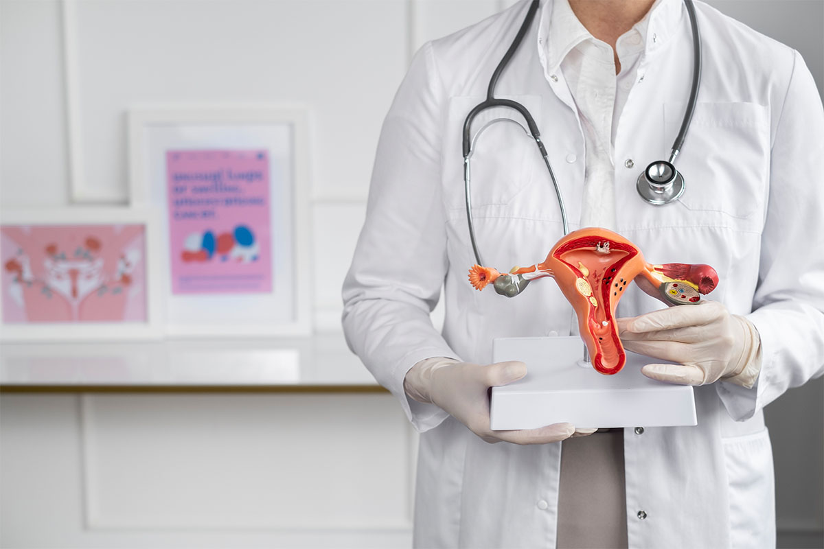 Beyaz önlüklü doktorun elinde tuttuğu anatomik rahim maketi.