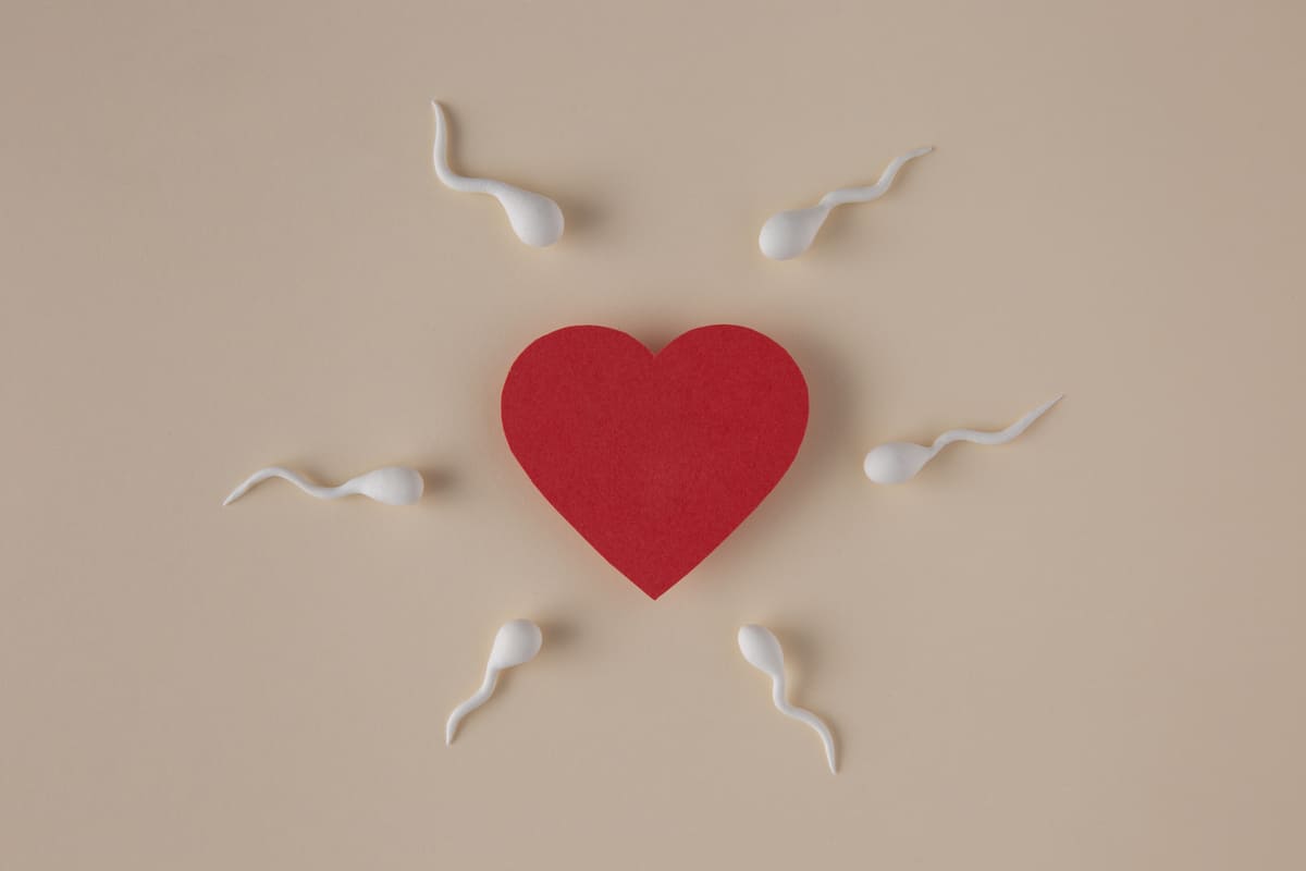 sık sorulan sorular