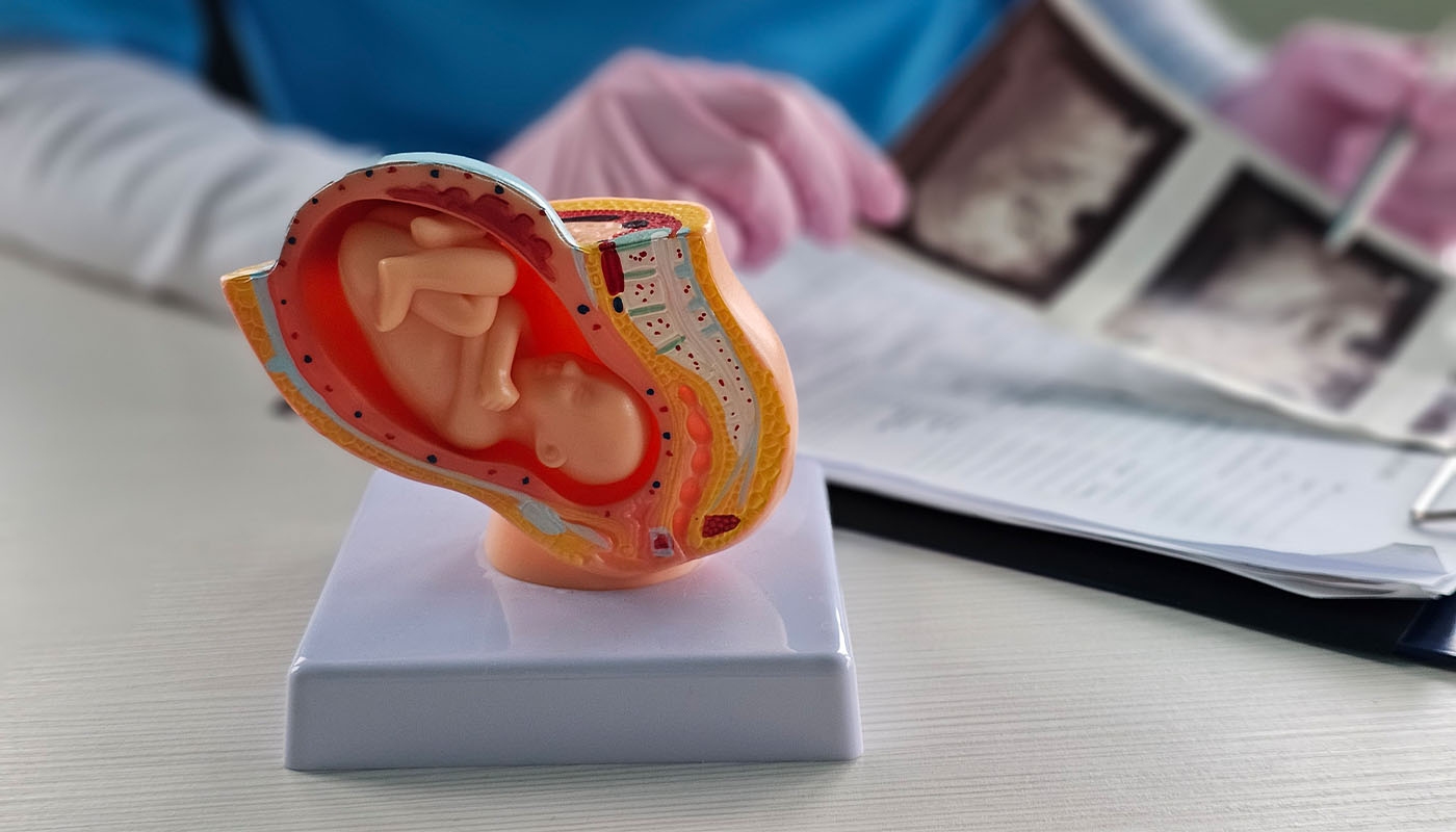 Masada duran fetal gelişim/bebek maketi ve arka planda ultrason kağıtlarını inceleyen doktor elleri.