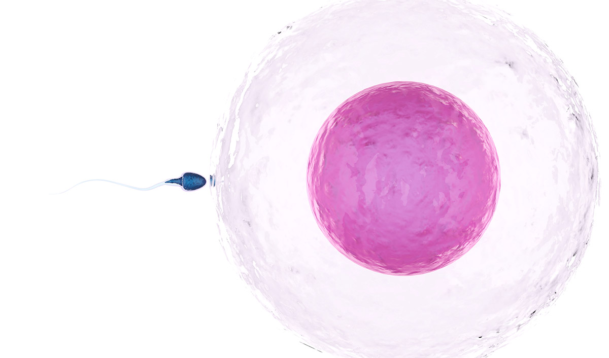 Embriyo Zarının İnceltilmesi